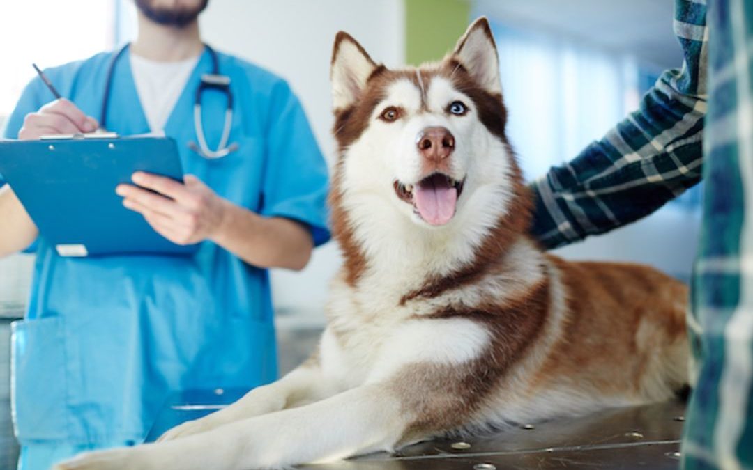 How To Have A Stress-Free Vet Visit