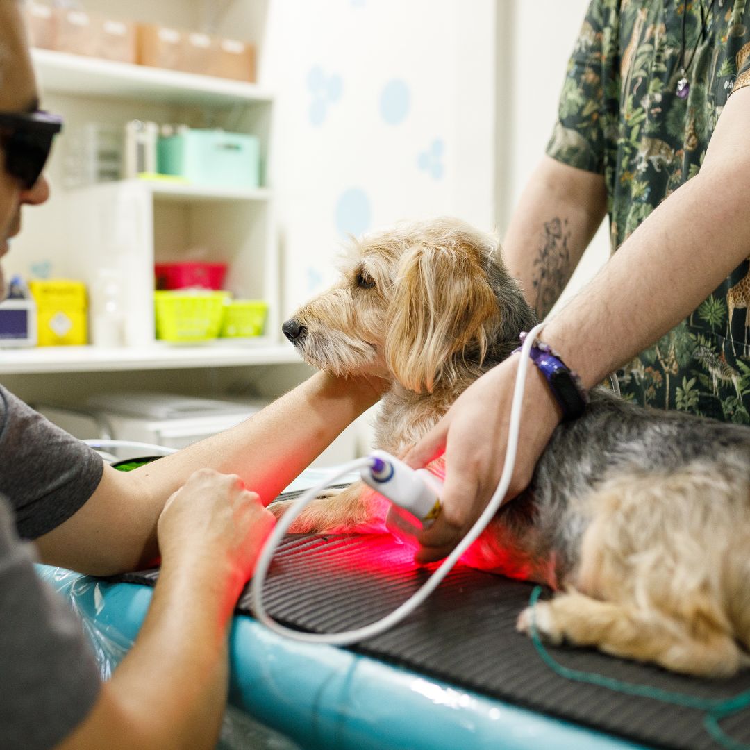 dog during laser therapy treatment